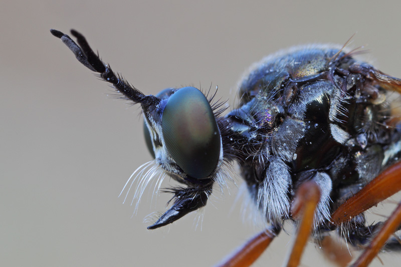 Asilidae forse parassitato?